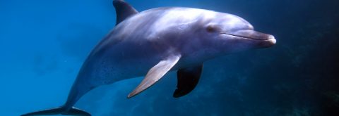 Book your Getaways with Dive Connection TODAY!